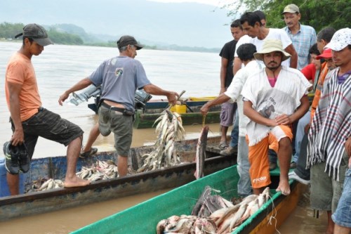 una_guayunta_es_una_sarta_grande_que_generalmente_se_hace_de_pescado_escogido_0