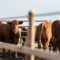 Día Mundial de la Leche: Sanidad animal y tecnología impulsan la producción sostenible y nutritiva en Colombia