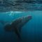 Día Mundial de las Ballenas y los Delfines: ONG piden reforzar la protección de los mamíferos marinos