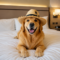 Viajar con el mejor amigo: crece la tendencia de los viajes internacionales con perros y México se adapta con más hoteles pet friendly