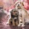 Día del Perro en Colombia: tenencia responsable que transforma vidas